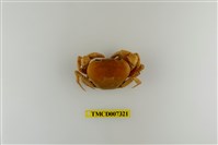 藏品(黃灰澤蟹)的圖片